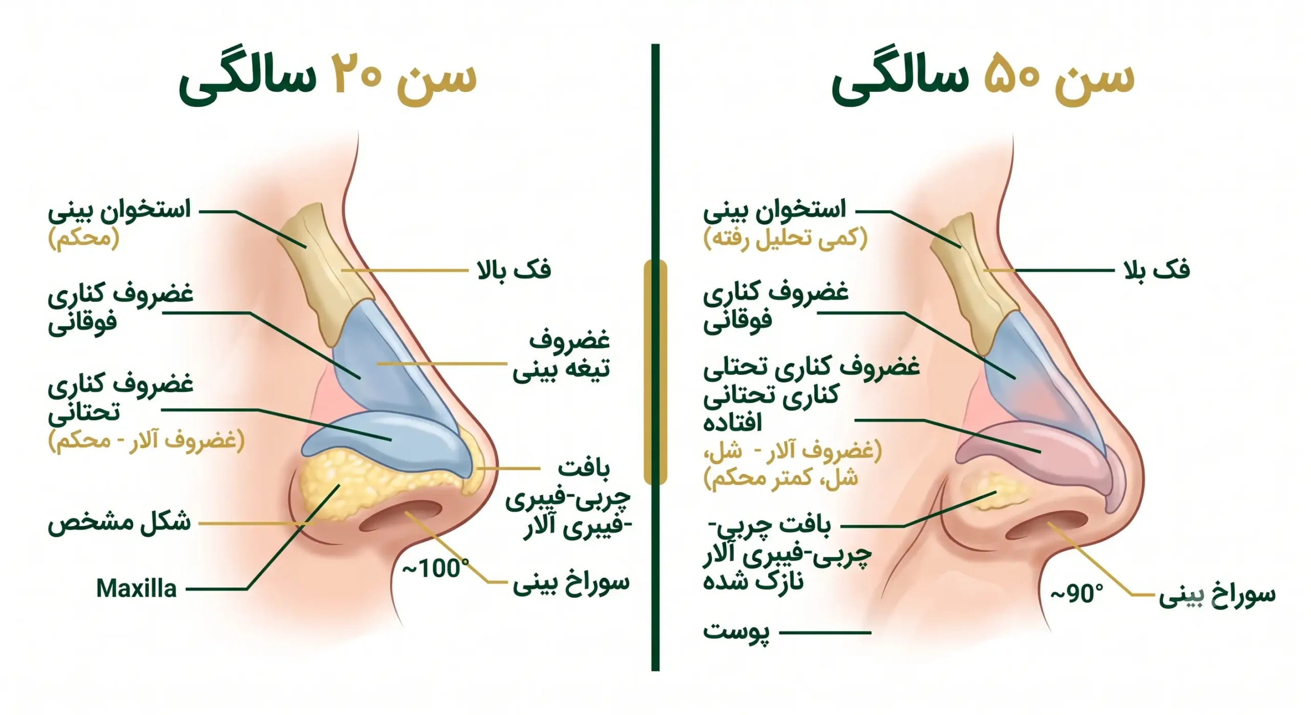 افتادگی نوک بینی و کاهش کلاژن در سنین بالا